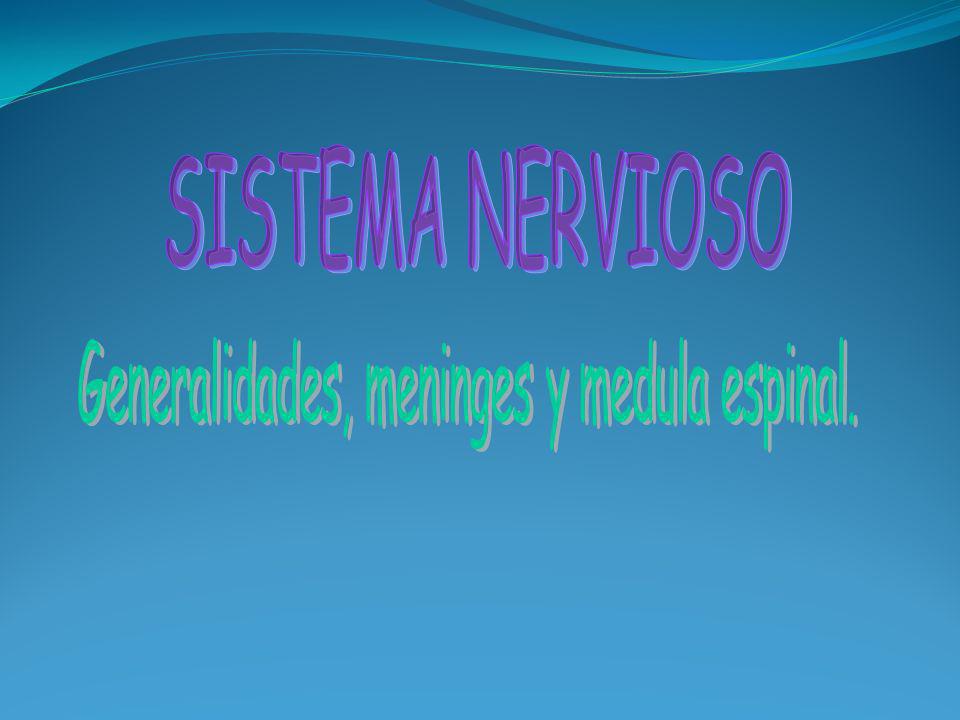 Nombre del meninges origen